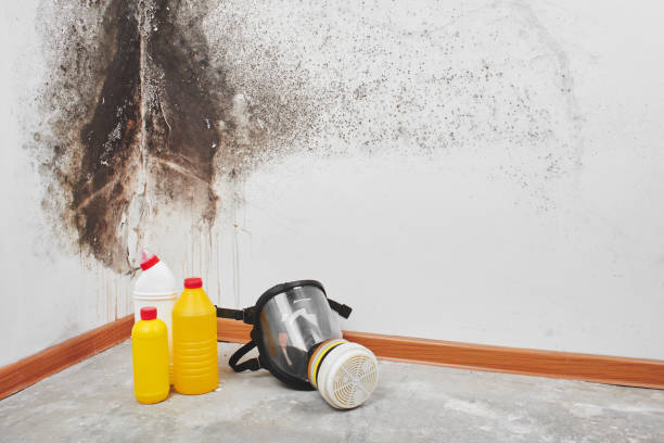 Best Toxic Mold Removal  in Winterville, GA