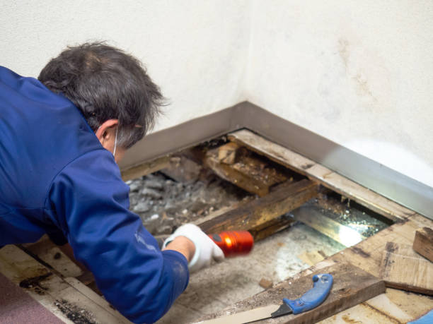 Best Attic Mold Removal  in Winterville, GA
