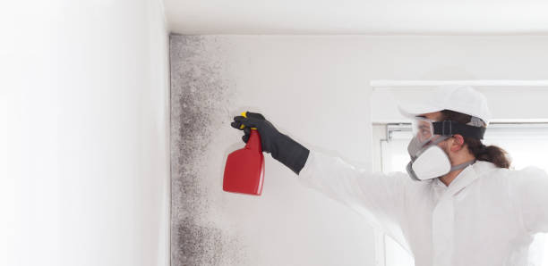 Best Same-Day Mold Removal  in Winterville, GA