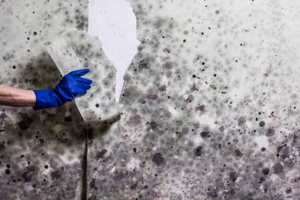 Best Crawl Space Mold Removal  in Winterville, GA