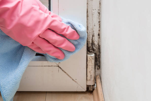 Best Professional Mold Removal  in Winterville, GA